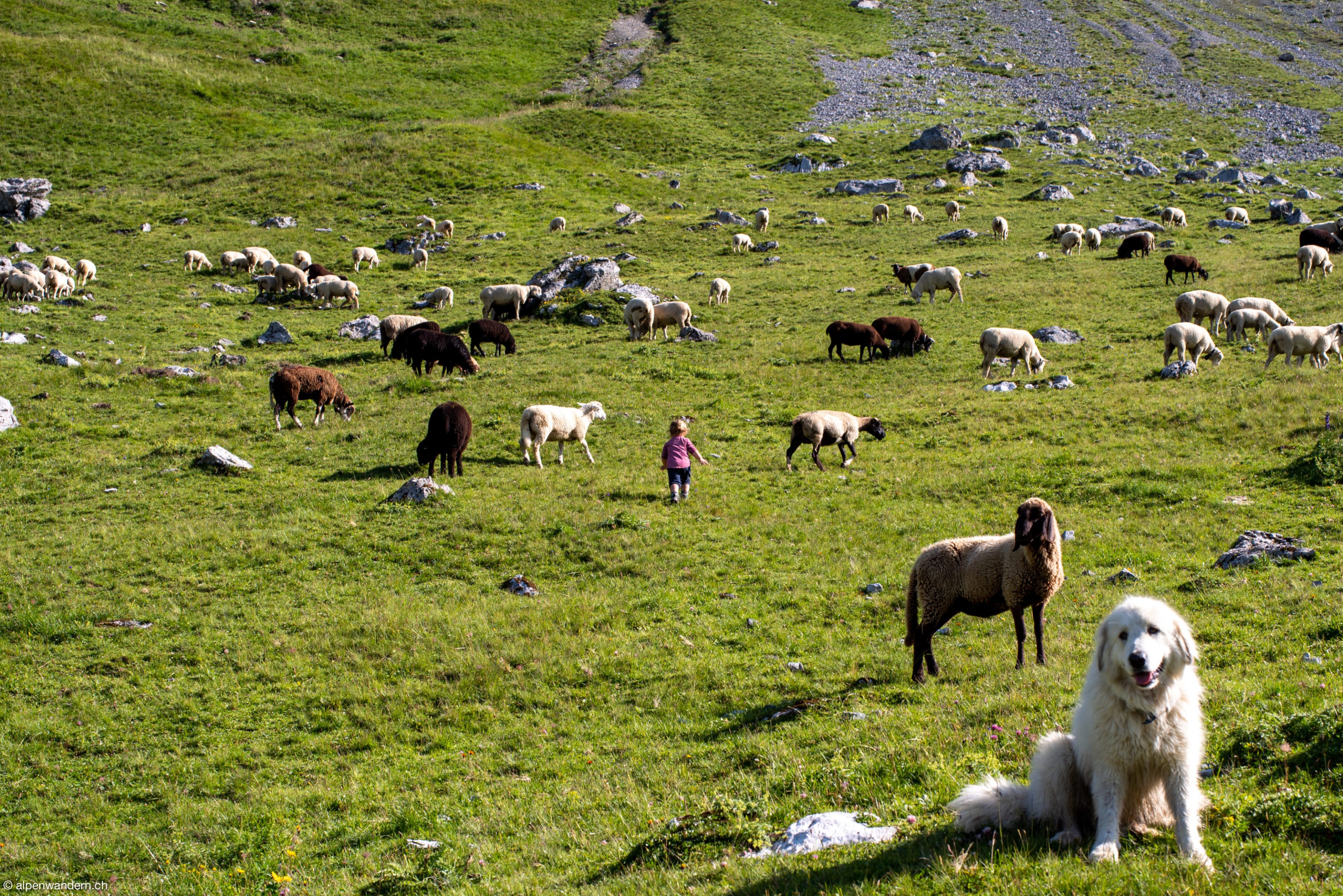 Herdenschutzhund zwischen Schesaplana- und Carschina SAC-Hütten