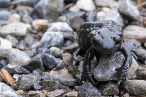 Alpensalamander zwischen Langwies und Sunnarüti, GR