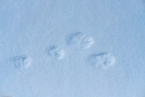 Spur eines Schneehasen