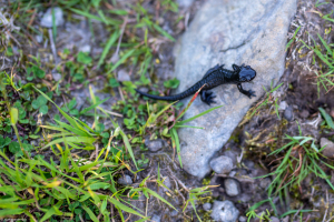 Alpensalamander am Fuss des Mutteristock, SZ