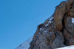 Zwei Schneehühner beim Tguma da Tumpriv im Naturpark Beverin