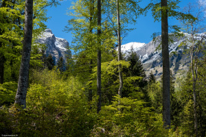 Stelliwald zwischen Klöntal und Riedern, GL - Blick in Richting Schijen