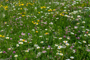 Blumenwiese in Fondei, GR