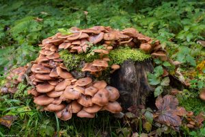 mit Pilzen überwucherter Baumstumpf