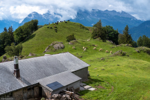 Undernätenalp