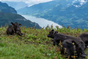 Blick von der Undernätenalp auf den Walensee