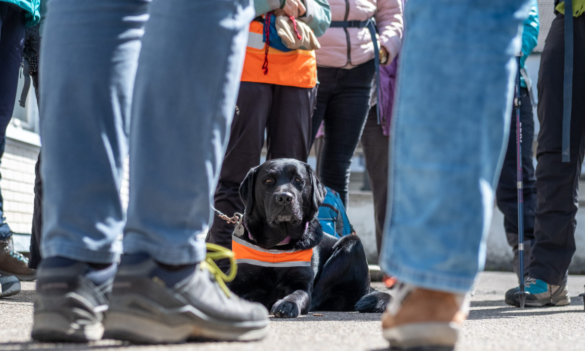 VAW - Wanderung mit Sehbehinderten, Blindenhund