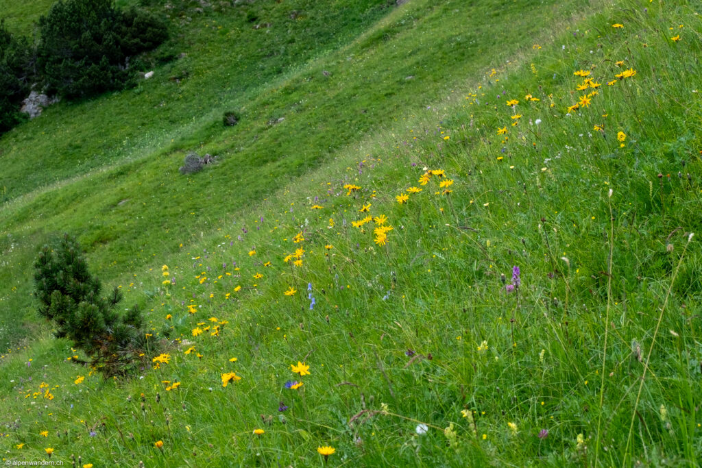 Alpwiese beim Aufstieg zum Rophaien, UR