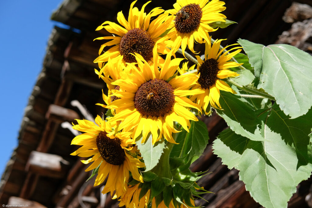 Sonnenblumen im Dorfteil Coltura bei Stampa
