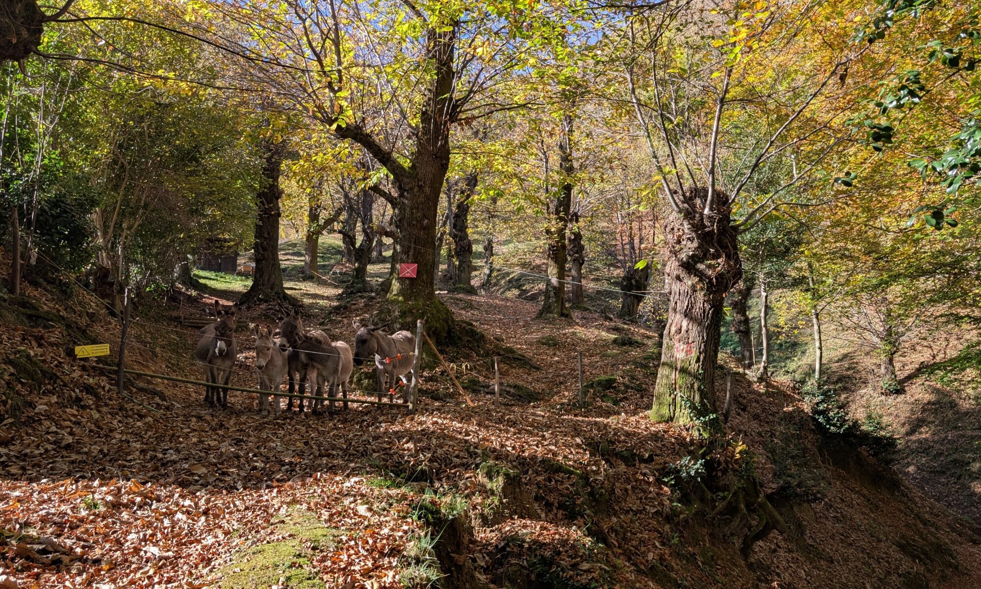 Kastanienhain im Valle di Muggio