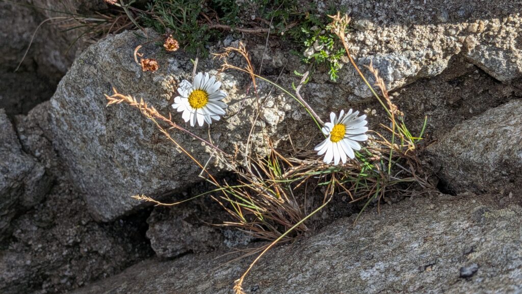 Alpenblume auf dem Monte Prosa